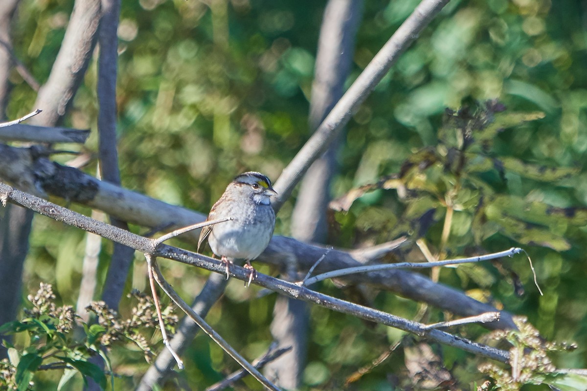 White-throated Sparrow - John Sutton