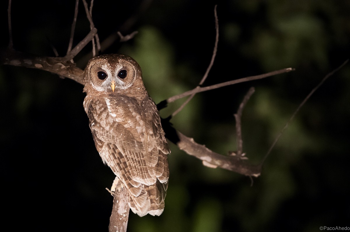 African Wood-Owl - ML117498631