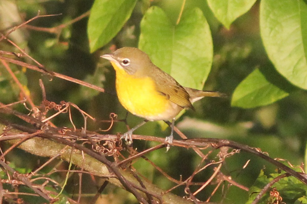 Yellow-breasted Chat - Timothy P. Jones