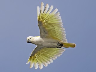  - Sulphur-crested Cockatoo