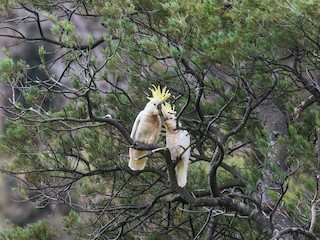  - Sulphur-crested Cockatoo