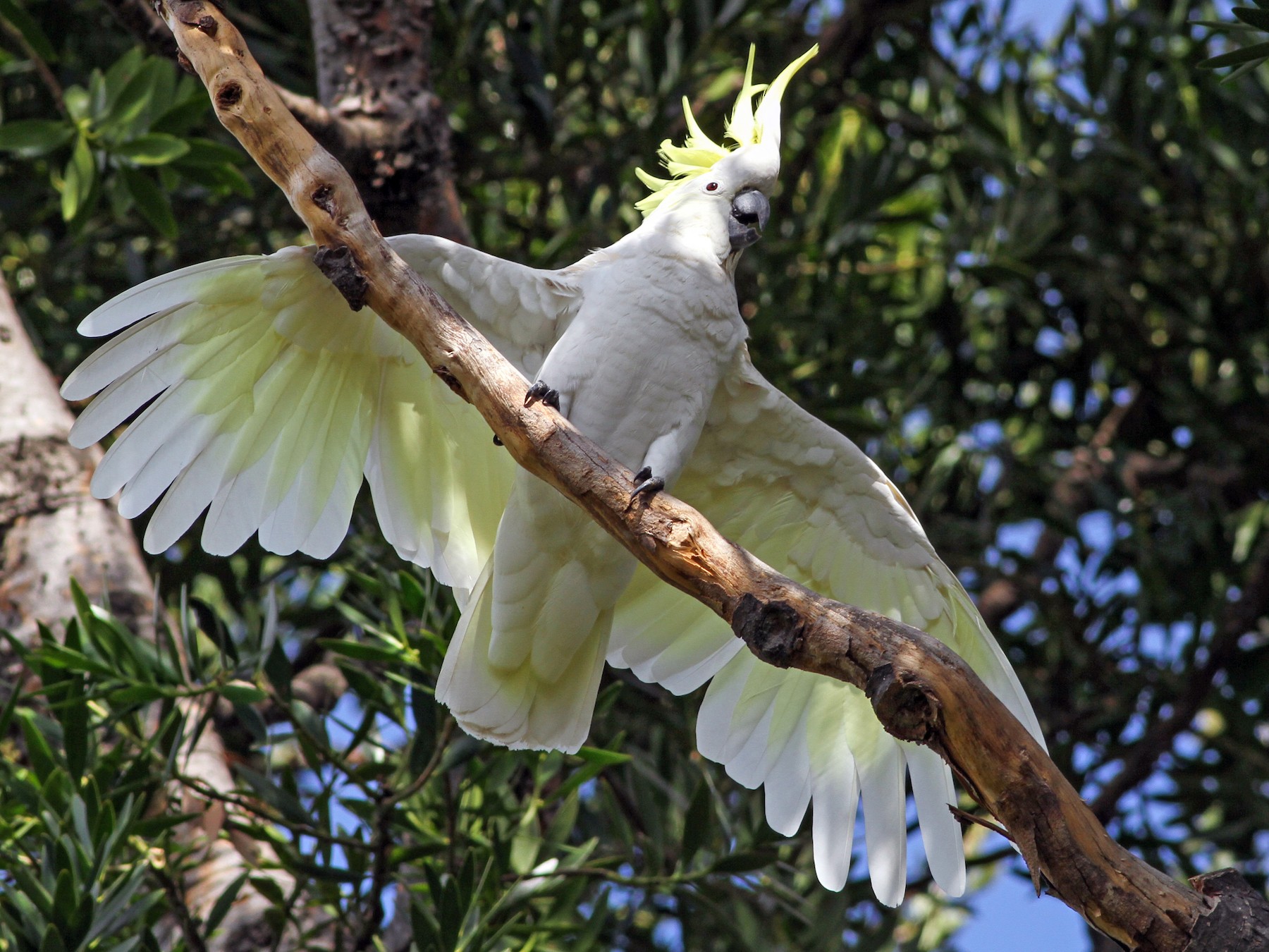 Sulphur-crested Cockatoo - Evan Lipton