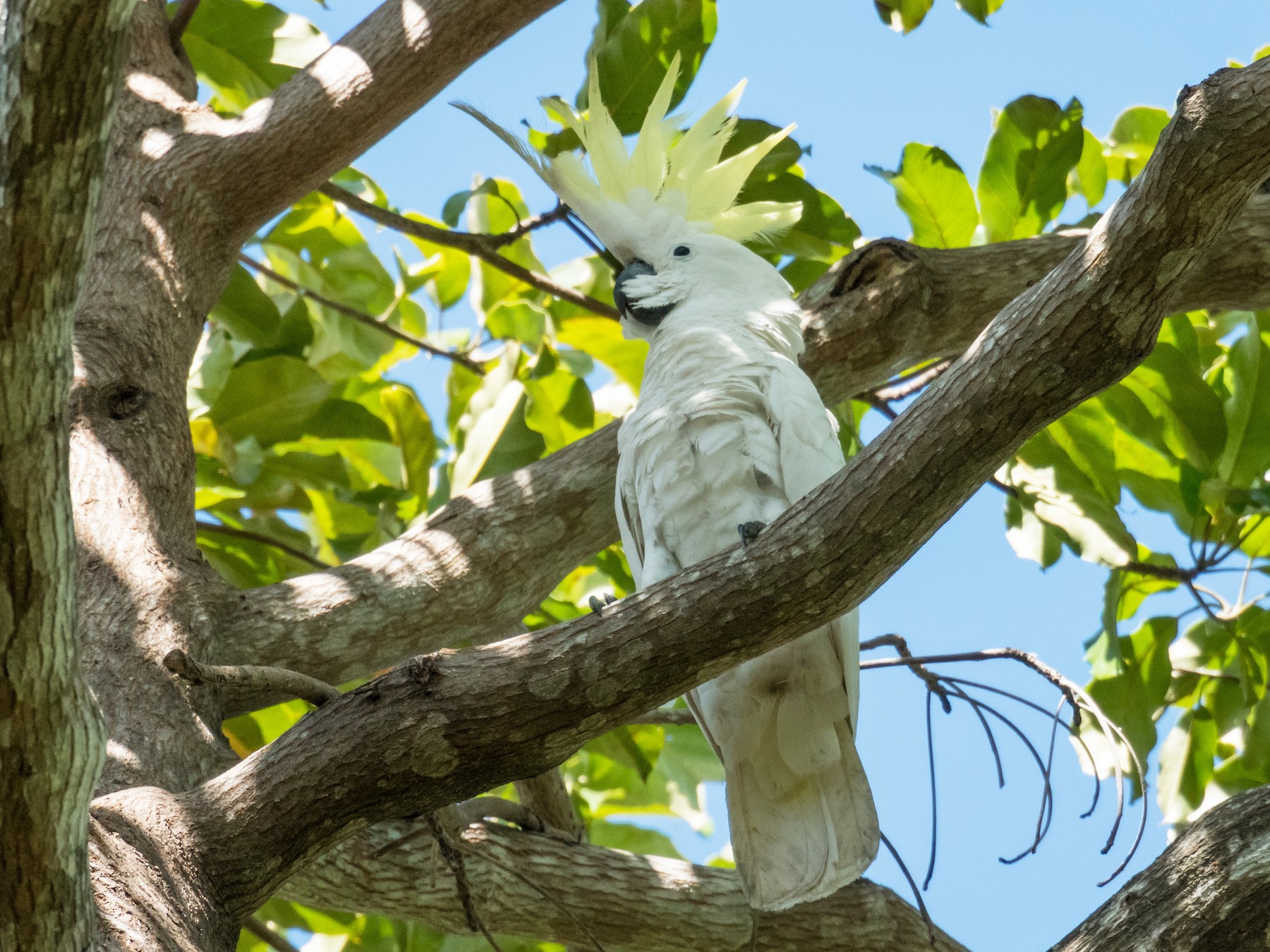 Sulphur-crested Cockatoo - Raphaël Nussbaumer