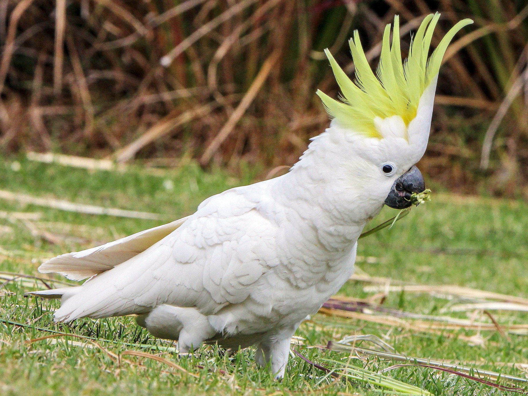 Sulphur-crested Cockatoo - eBird