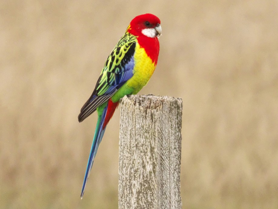 Eastern Rosella - Alfons  Lawen