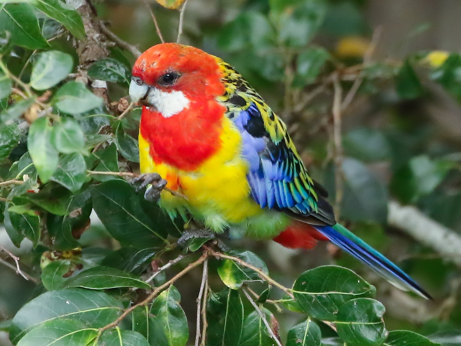 Eastern Rosella - David Ongley