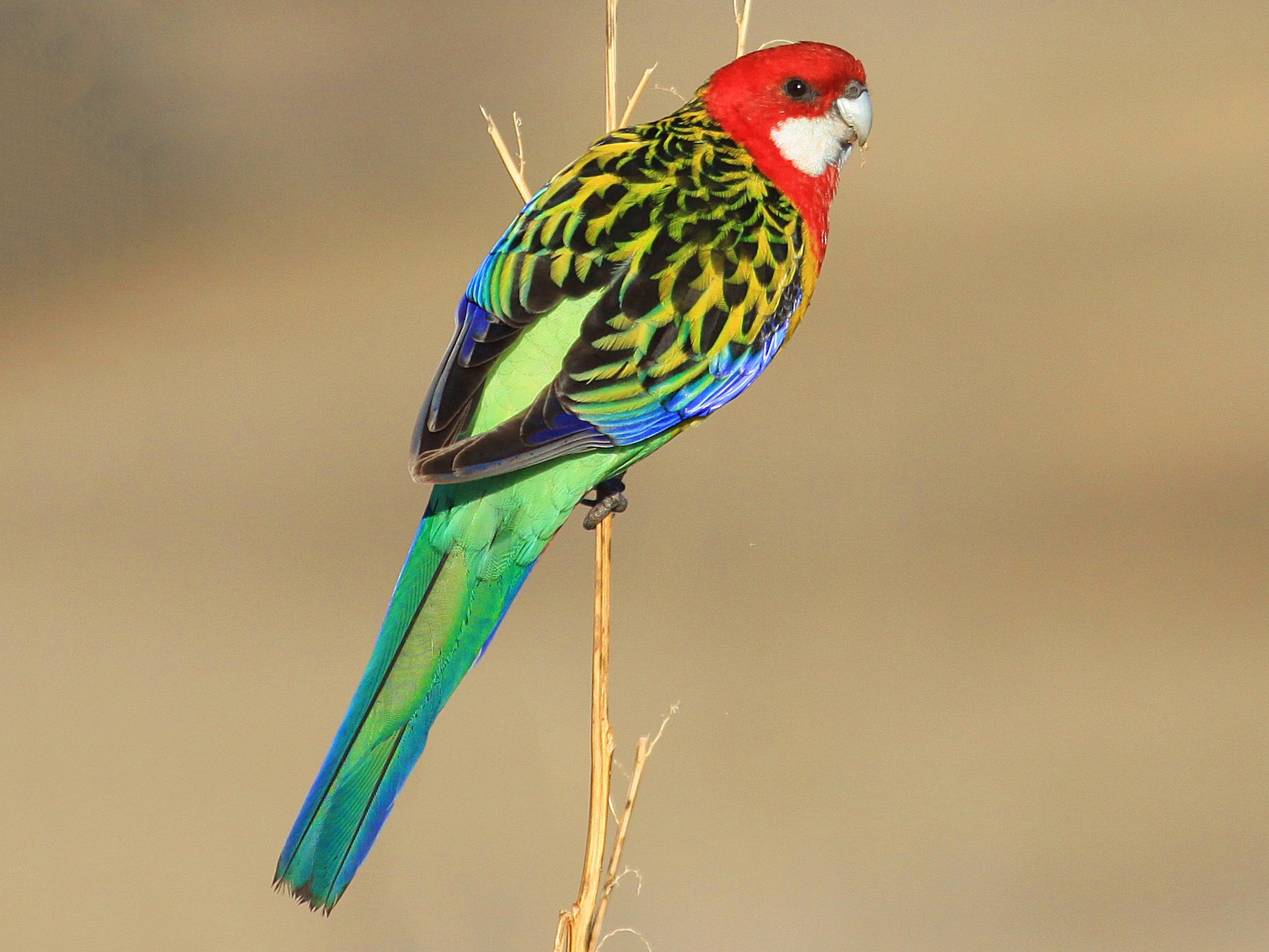 Eastern Rosella - Rufus Wareham