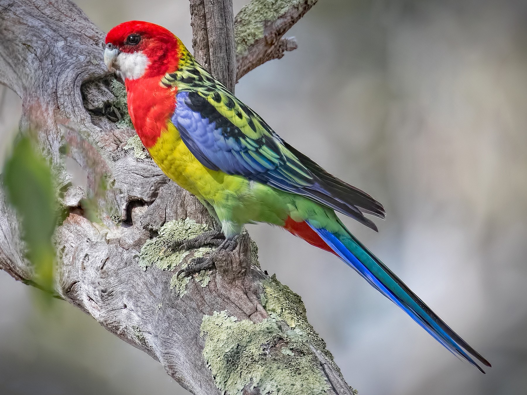 Eastern Rosella - Julie Clark