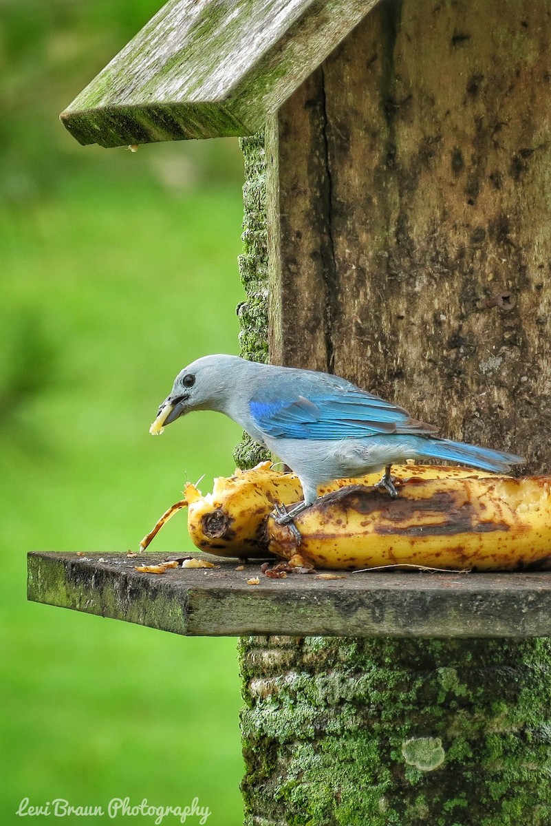 Blue-gray Tanager - ML117501011