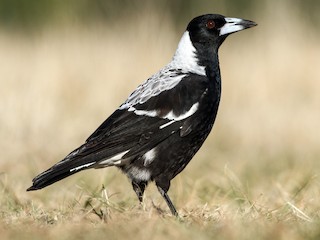  - Australian Magpie