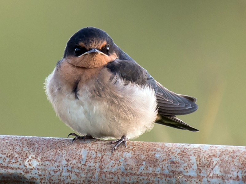 Welcome Swallow - Matteo Grilli