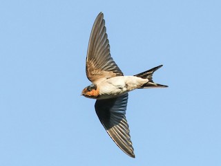 オーストラリアツバメ - eBird