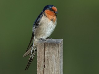 オーストラリアツバメ - eBird