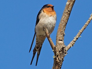 オーストラリアツバメ - eBird