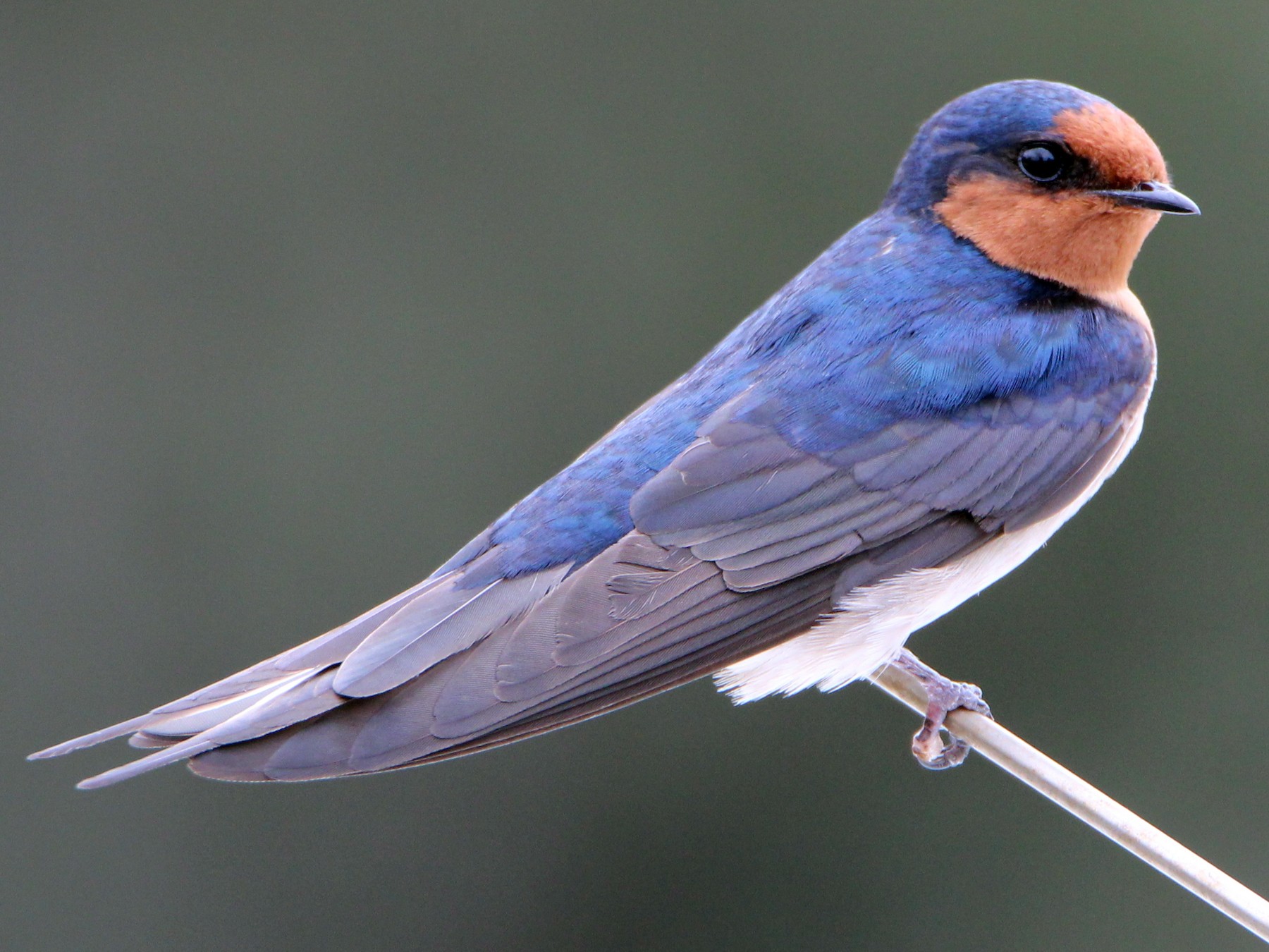 Welcome Swallow - Sandra Gallienne