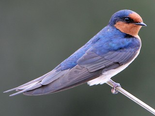 オーストラリアツバメ - eBird