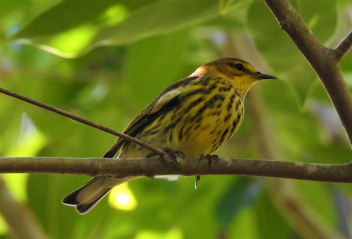 Cape May Warbler - ML117505131