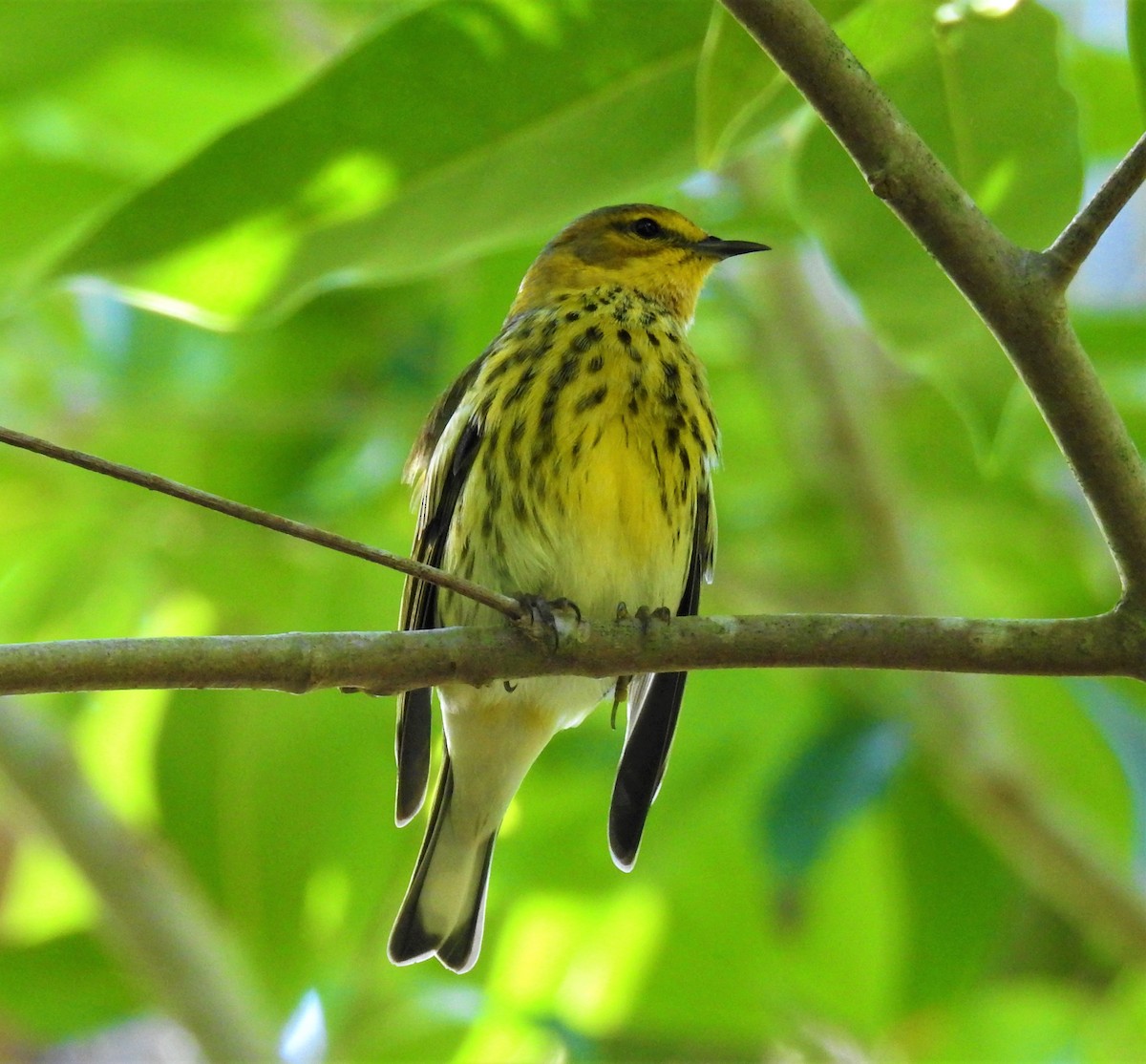 Cape May Warbler - ML117505211