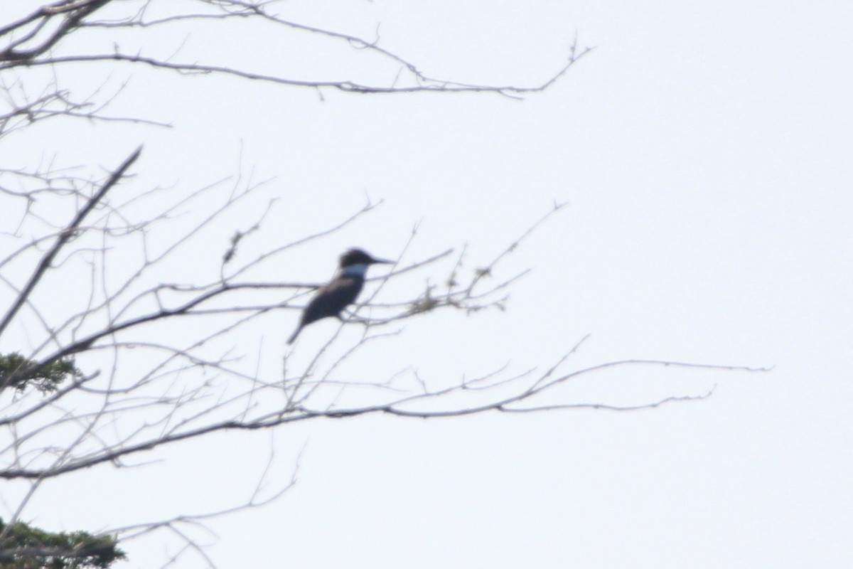Belted Kingfisher - ML117505311