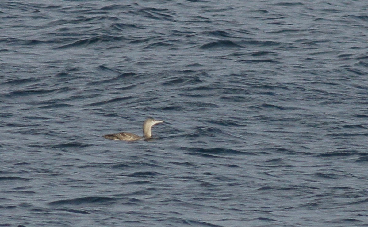 Red-throated Loon - ML117506111