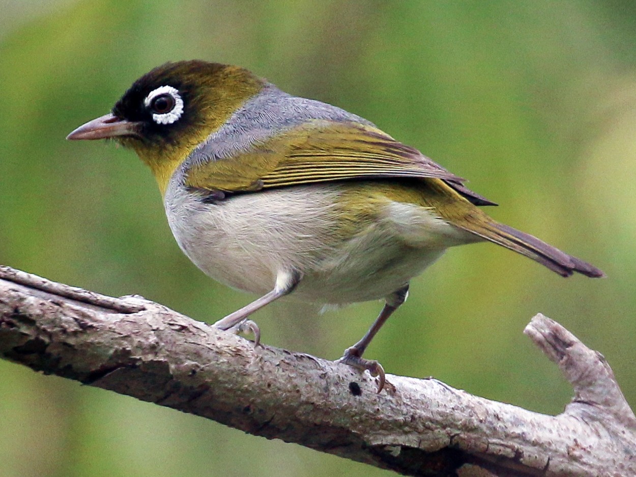 Silvereye - Tommy Pedersen