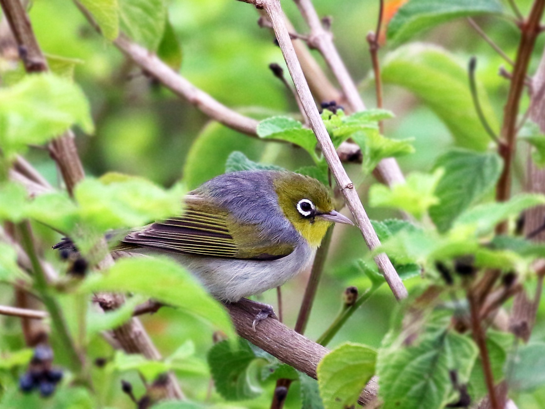 Silvereye - Andrew Spencer