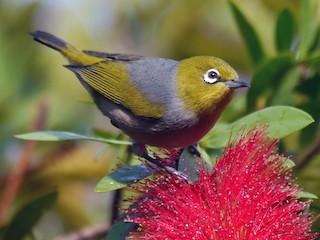  - Silvereye