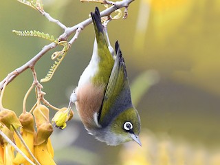  - Silvereye