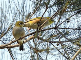  - Silvereye