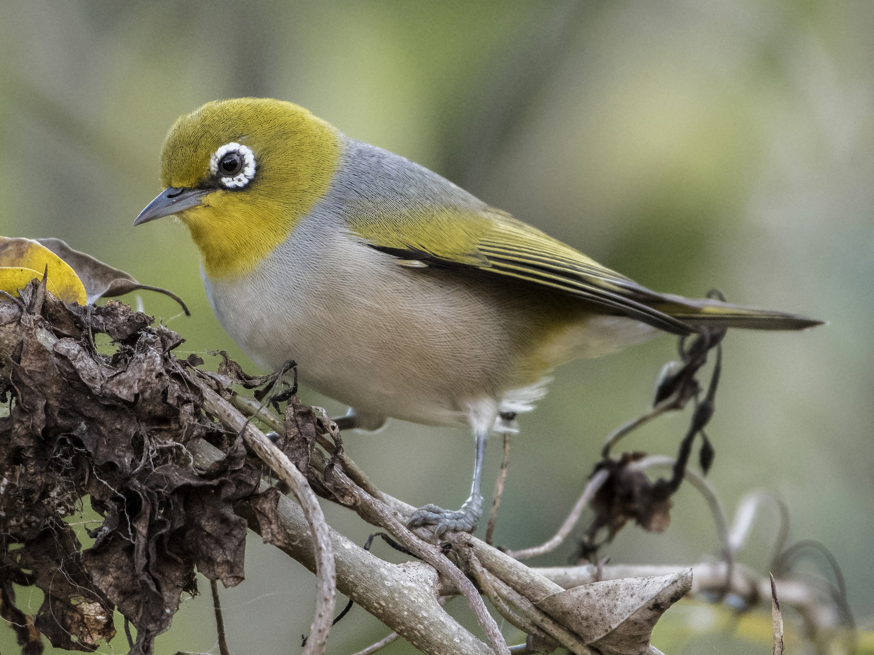 Silvereye - Lucas Brook