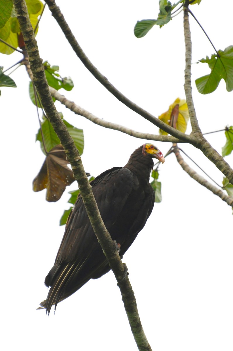 Lesser Yellow-headed Vulture - ML117506481