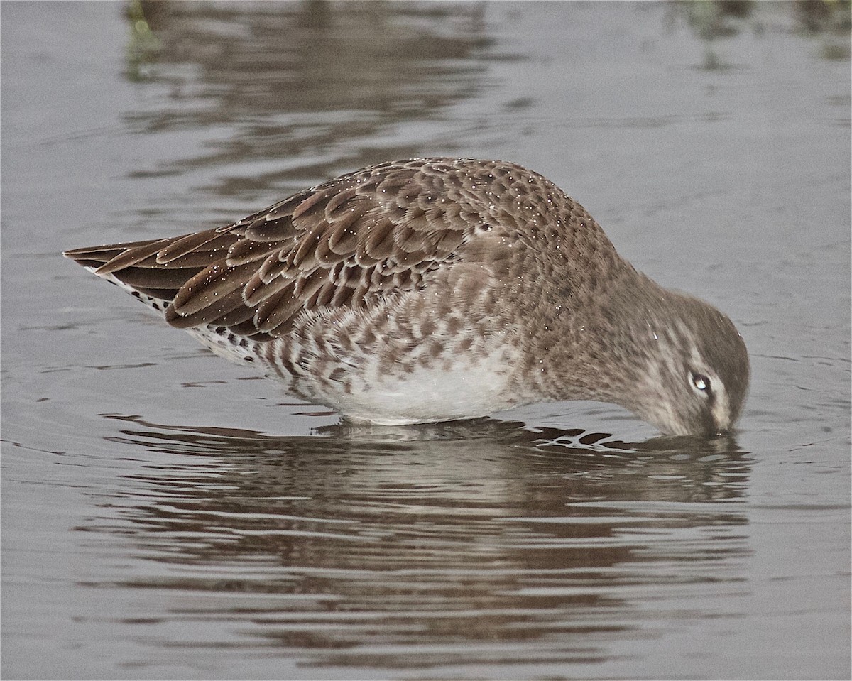 Long-billed Dowitcher - ML117508831
