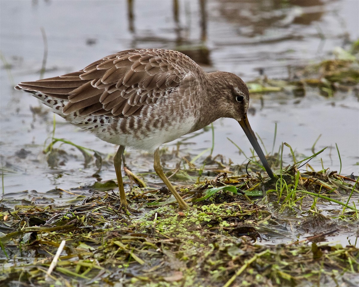 Long-billed Dowitcher - ML117508851