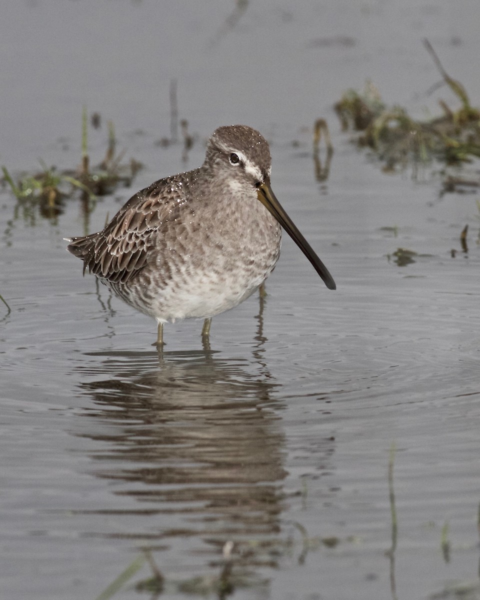 Long-billed Dowitcher - ML117508881