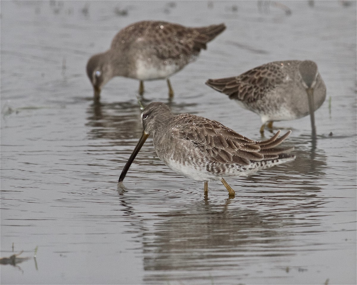 Long-billed Dowitcher - ML117508891