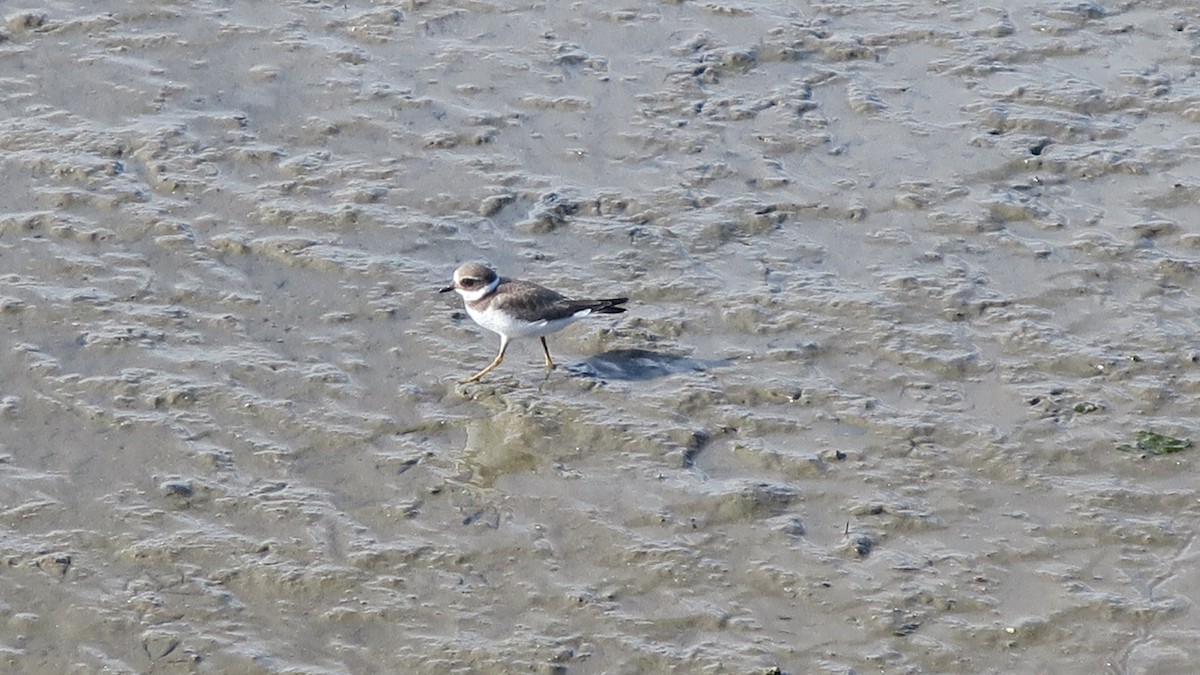 Common Ringed Plover - ML117510501