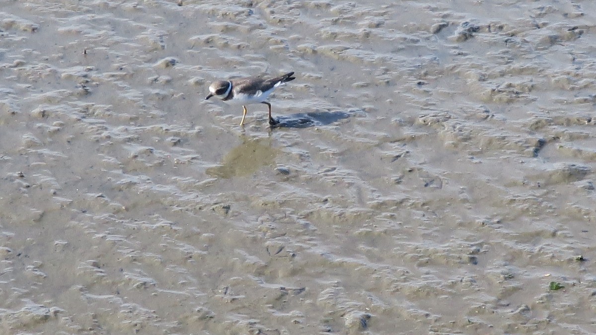 Common Ringed Plover - ML117510531