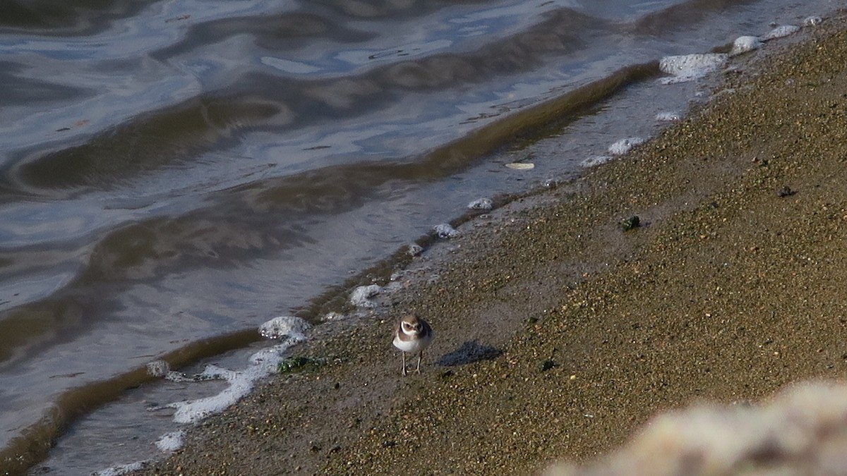 Common Ringed Plover - ML117510571