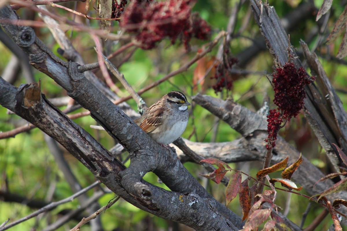 White-throated Sparrow - ML117511611