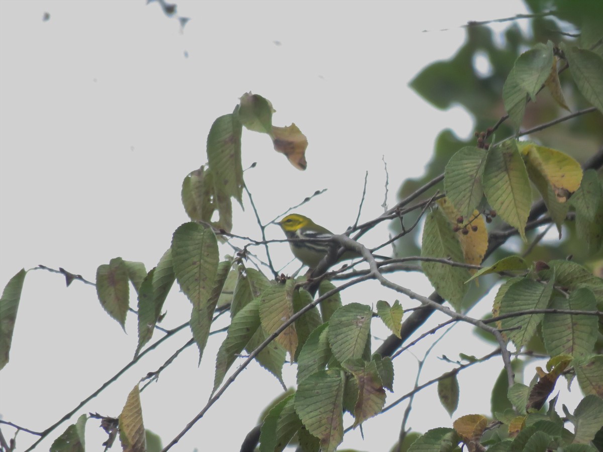 Black-throated Green Warbler - ML117514711