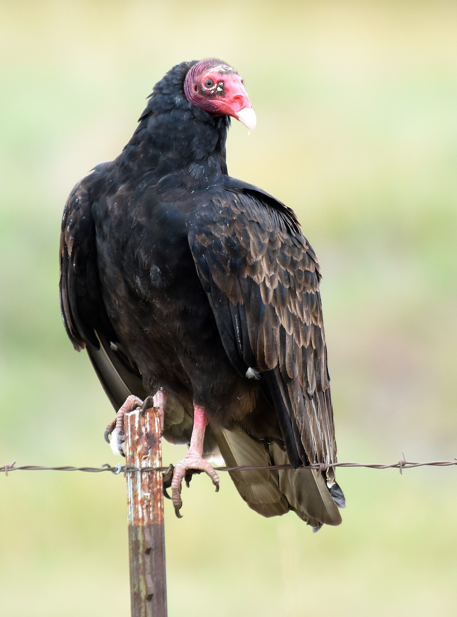 Turkey Vulture - Steven Mlodinow