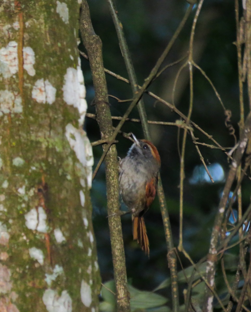 Rufous-capped Spinetail - Arthur Gomes