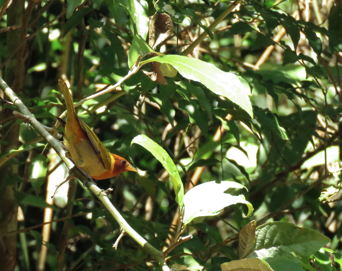 Rufous-headed Tanager - ML117521601