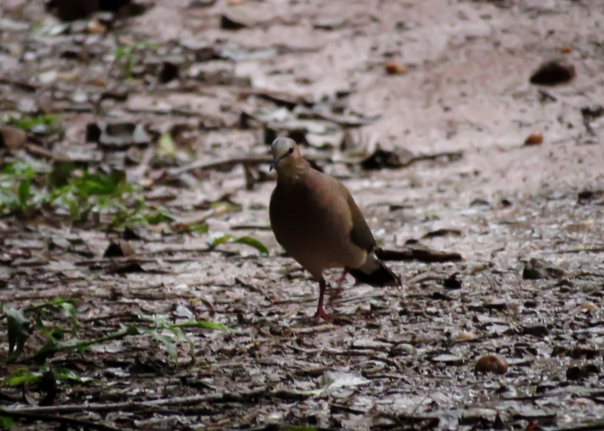 Gray-fronted Dove - ML117523891