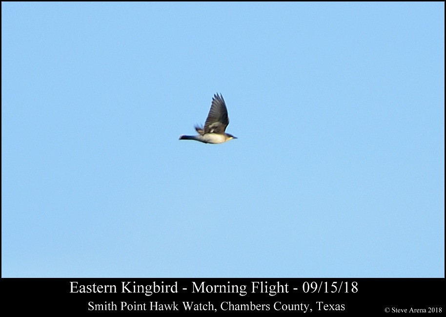 Eastern Kingbird - Anonymous