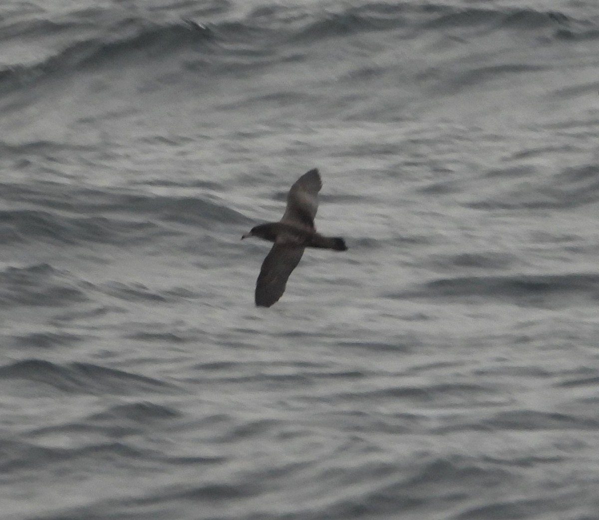 Pink-footed Shearwater - Nick Mrvelj