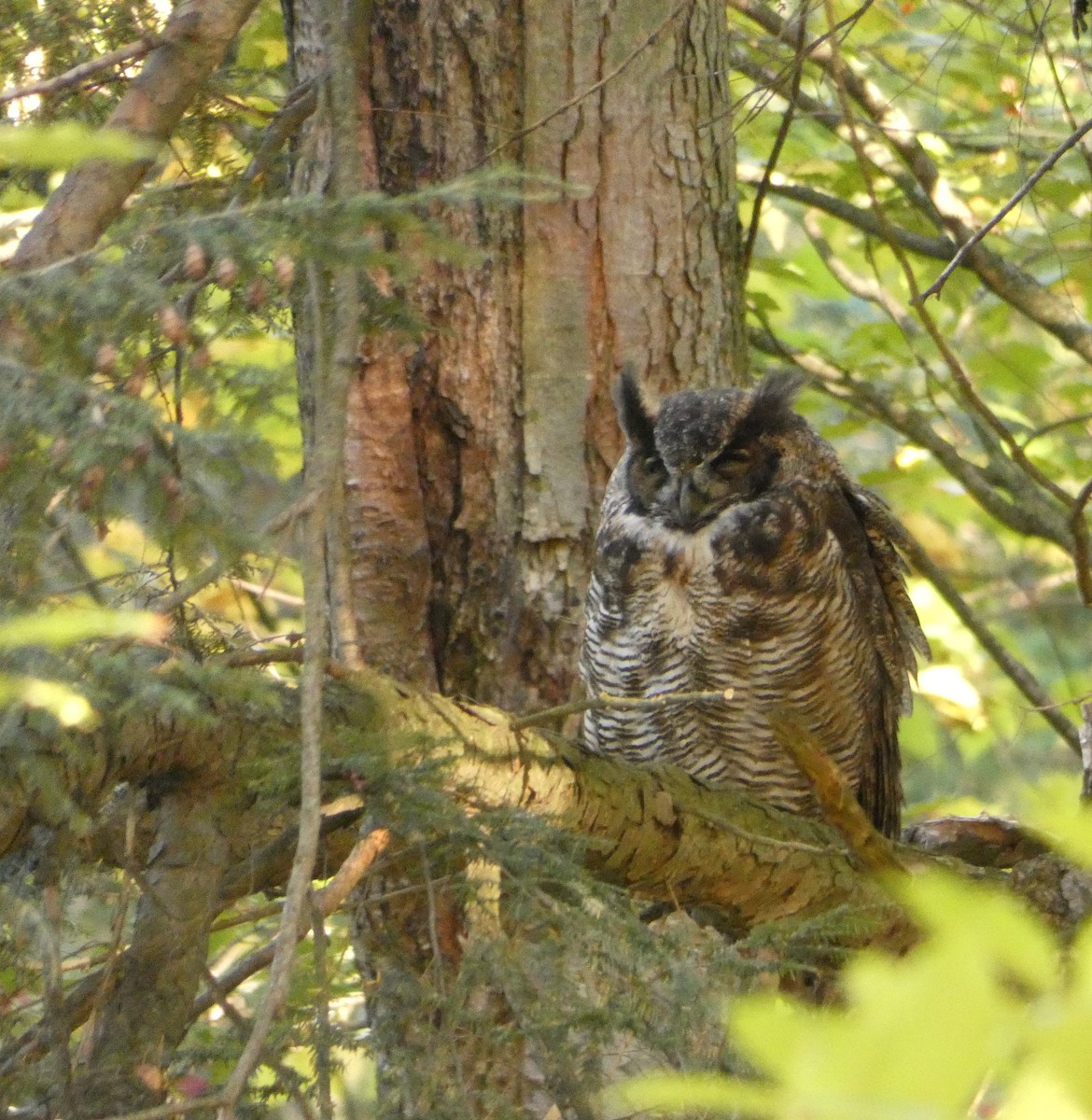 Great Horned Owl - ML117526891