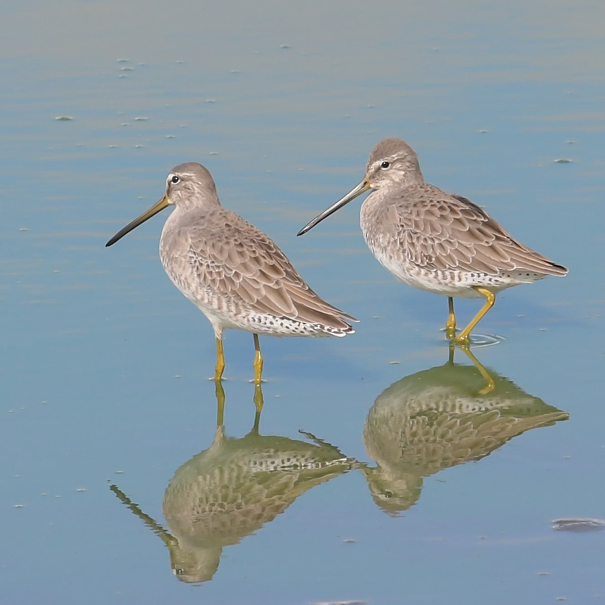 Long-billed Dowitcher - ML117528481