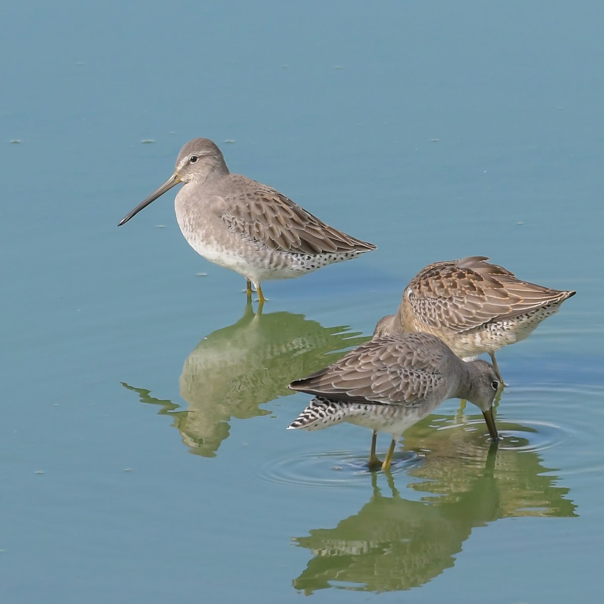 Long-billed Dowitcher - ML117528491