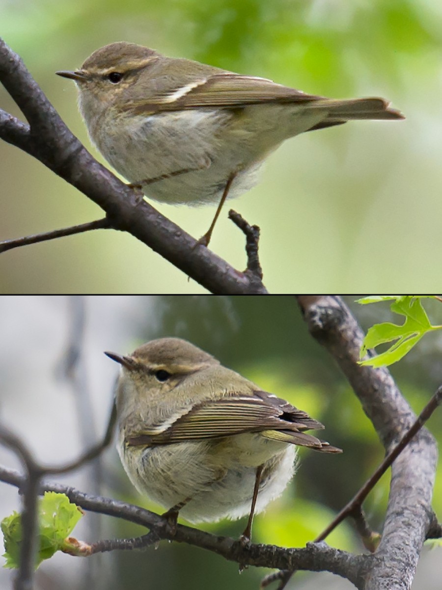 Hume's Warbler - ML117534591